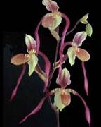 unknow artist Orchis oil painting artist